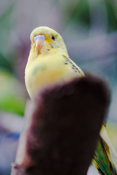 istock Lovely parrots and friends 1141729058