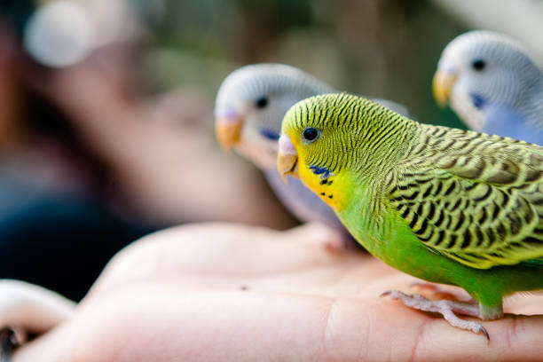 istock Lovely parrots and friends 1141729076