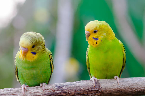 istock Lovely parrots and friends 1141729129