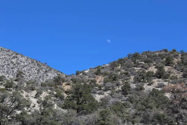 Photo of DWINDLING DESERT - JOHNSON VALLEY - 031519 B