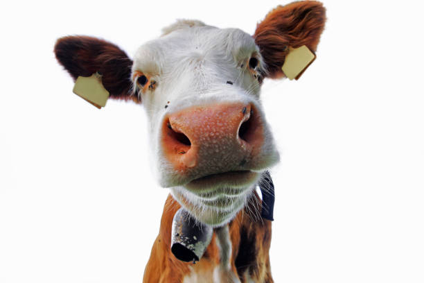 istock The head of a young curious Simmental cattle with bell 1141730146