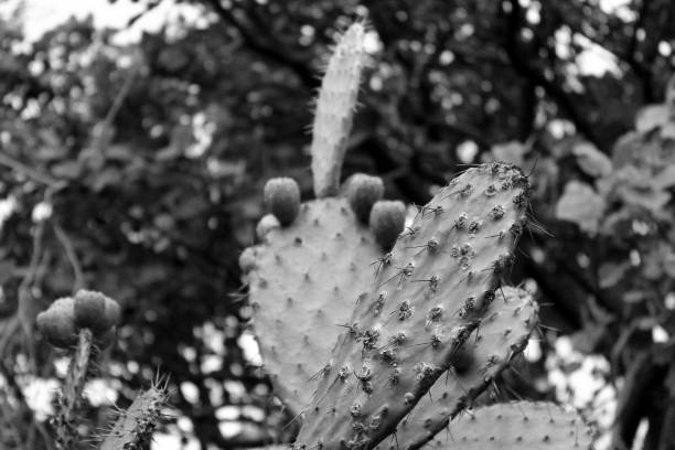 istock Monochrome nopal and tunas 1141731199