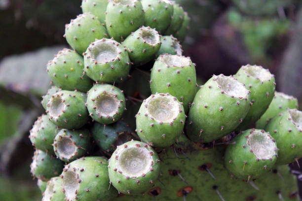 istock Tuna fruit in the nopal 1141731201