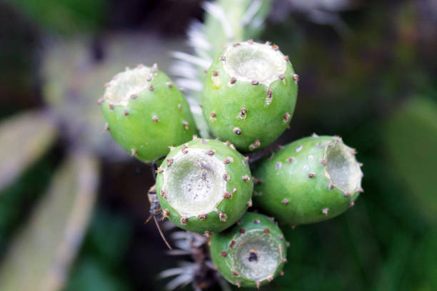 istock Tuna fruit in the nopal 1141731208