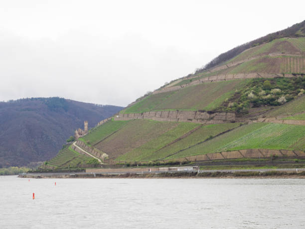 istock cruise on the rhine river in germany 1141731293