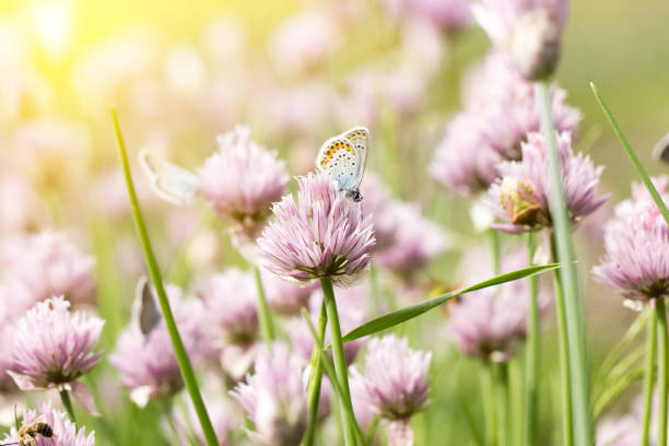 istock blue butterflies on pink flowers 1141731854