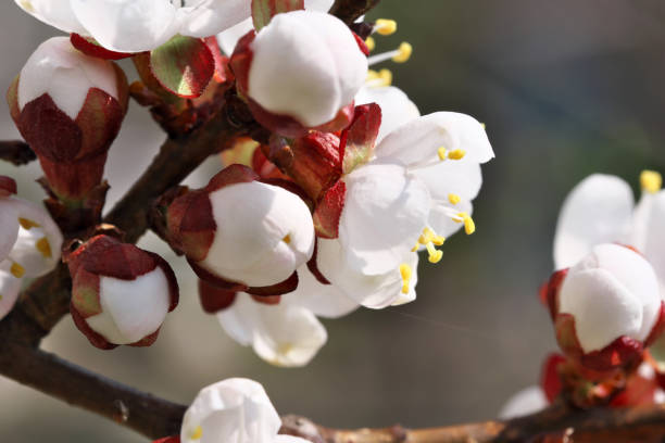 istock Closeup apricot flowers bloom 1141734505
