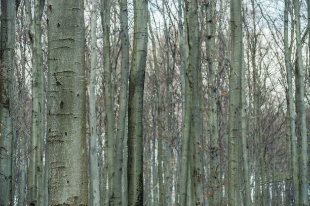 Bright beech forest in the spring, the first flowers.