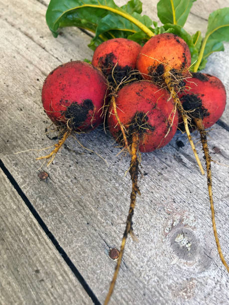 Homegrown fresh harvest of golden garden beets