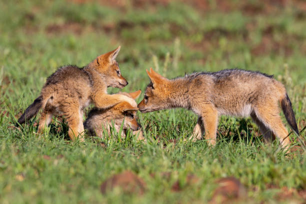 istock Three Black Backed Jackal puppies play in short green grass to develop their skills 1141737355