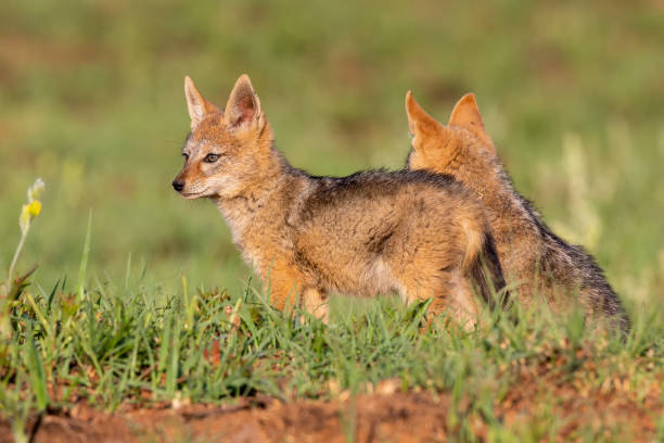 istock Lone Black Backed Jackal pup standing in short green grass explore the world 1141737497