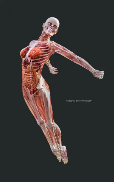 3d Illustration Human of a Female Skeleton Muscle System, Bone and Digestive System with Clipping Path