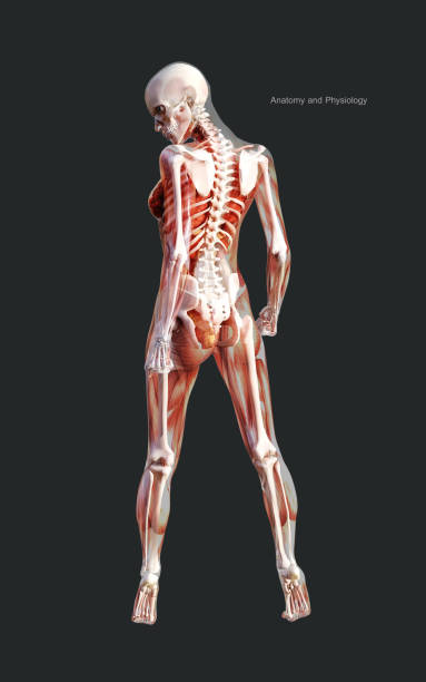 클리핑 경로와 여성 해골 근육 시스템의 인간 - human lung x ray image x ray human spine 뉴스 사진 이미지