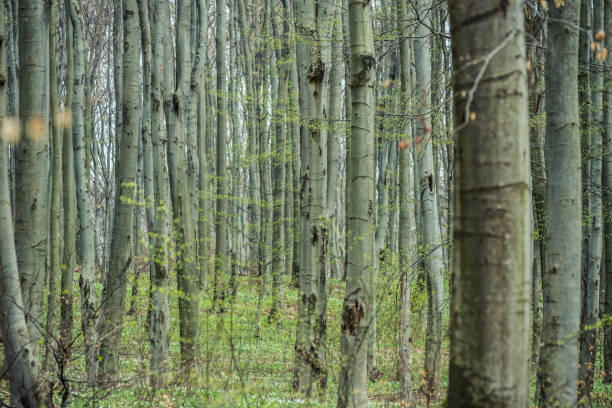 istock Bright beech forest in the spring, the first flowers. 1141737998