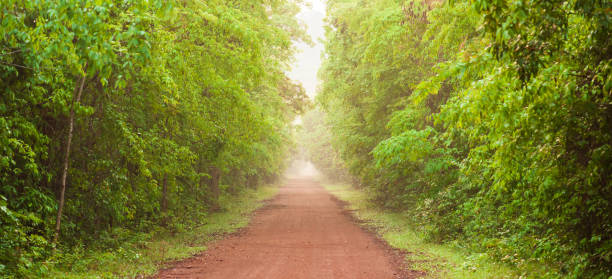 Scenery of empty red dirt road in tropical forest.