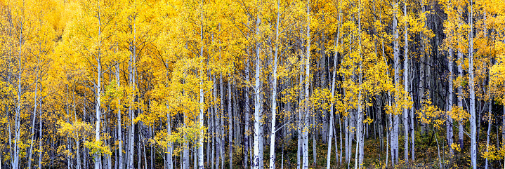 Autumn Aspen scenery on the Million Dollar Highway - Colorado Rocky Mountains