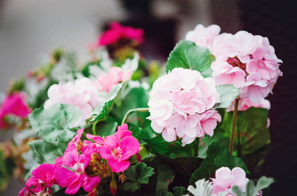 istock Beautiful pink geranium flowers. 1141739119