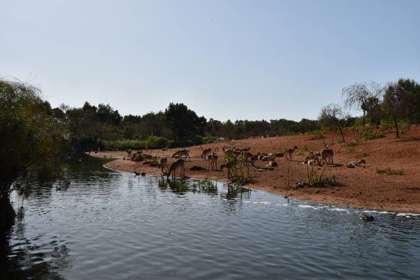 istock Antelopes in the savannah 1141739574