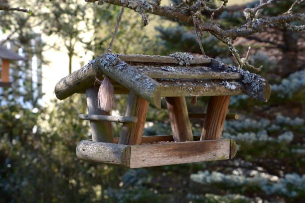 istock rustic wooden bird feeder with lichen overgrown roof 1141739636