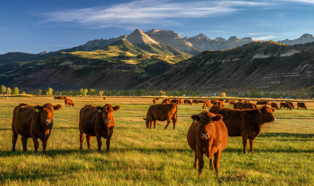 Autumn at a cattle ranch in Colorado near Ridgway - County Road 12 - Rocky Mountains Autumn at a cattle ranch in Colorado near Ridgway - County Road 12 cattle stock pictures, royalty-free photos & images