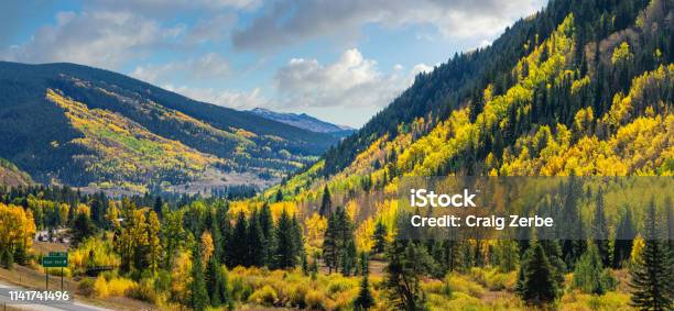 Brilliant Golden Autumn Aspen Trees In Vail Colorado Stock Photo - Download Image Now