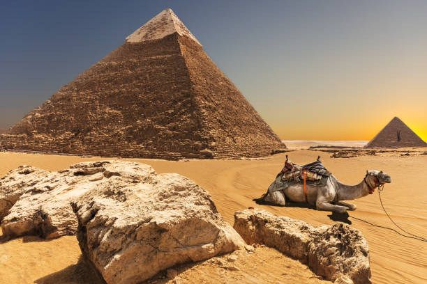 istock A camel by the Pyramid of Chephren, Giza, Egypt 1141741522