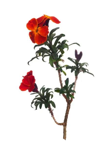 Erysimum aka Wallflower flowers isolated on white. Bright and perfumed spring garden plants. Deep orange rust color.