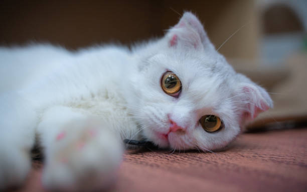 istock Animal Photo 1141741608