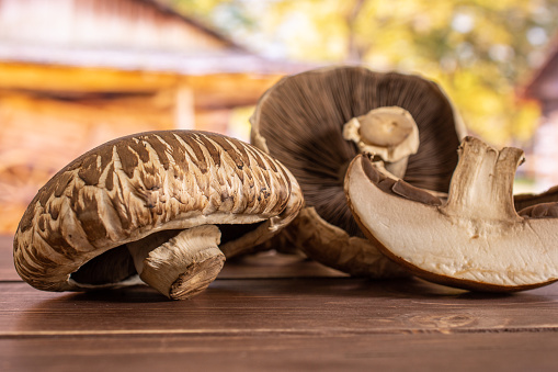 Group of two whole one half of fresh brown mushroom portobello in a yard