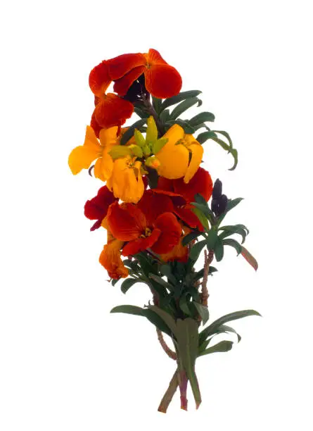 Erysimum aka Wallflower flowers isolated on white. Bright and perfumed spring garden plants. Orange and yellow colours