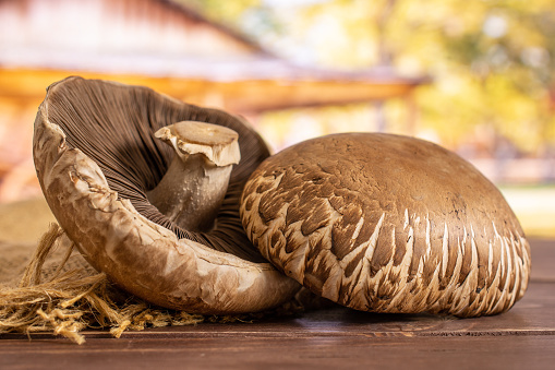 Group of two whole fresh brown mushroom portobello on jute cloth in a yard