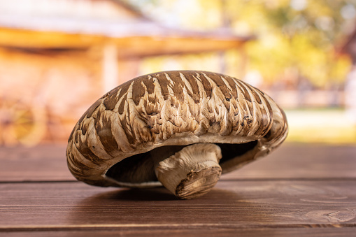 One whole fresh brown mushroom portobello in a yard