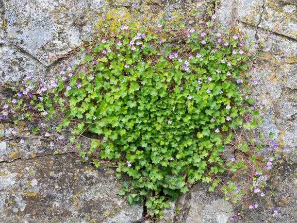 Ivy-leaved toadflax, Cymbalaria muralis, aka Kenilworth ivy, plant with flowers on old grey stone wall. Ivy-leaved toadflax, Cymbalaria muralis, aka Kenilworth ivy, plant with flowers on an old grey stone wall. linaria cymbalaria stock pictures, royalty-free photos & images