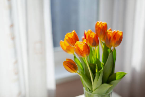 istock Spring orange tulips in a vase near the window 1141742993