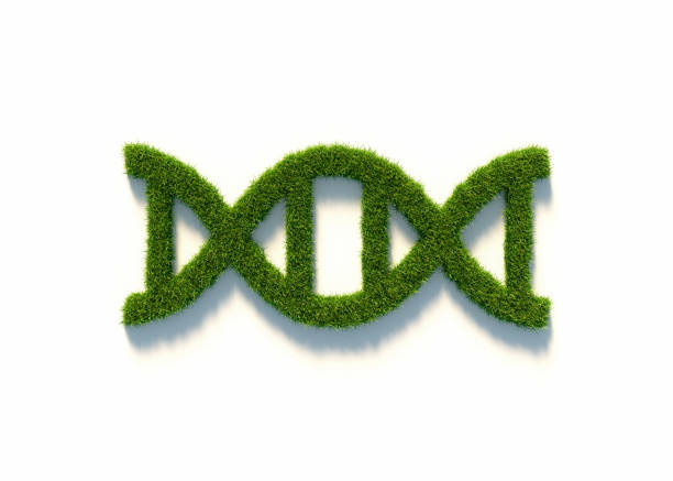 DNA made of green grass on white background. Horizontal composition with clipping path and copy space. Genetic modification concept.