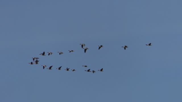 A flock of Wild grey geese in flight migration.