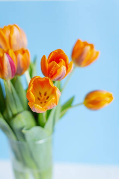 istock Spring orange tulips in a vase on blue background 1141747055