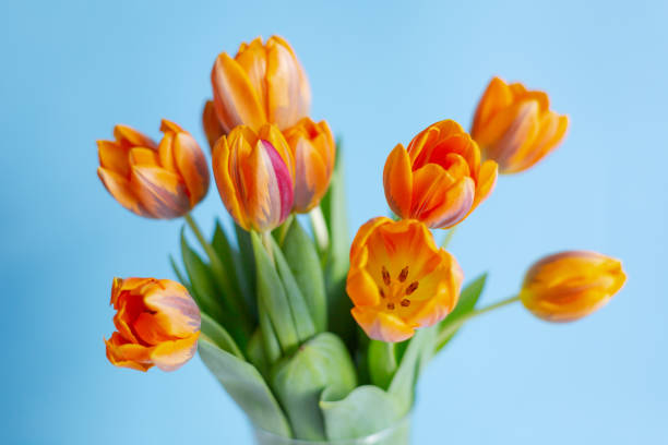 istock Spring orange tulips in a vase on blue background 1141747121
