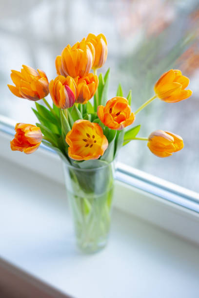 istock Spring tulips  in a vase near the window 1141747264