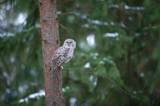 istock Tawny owl sitting on branch in dark forest 1141748677