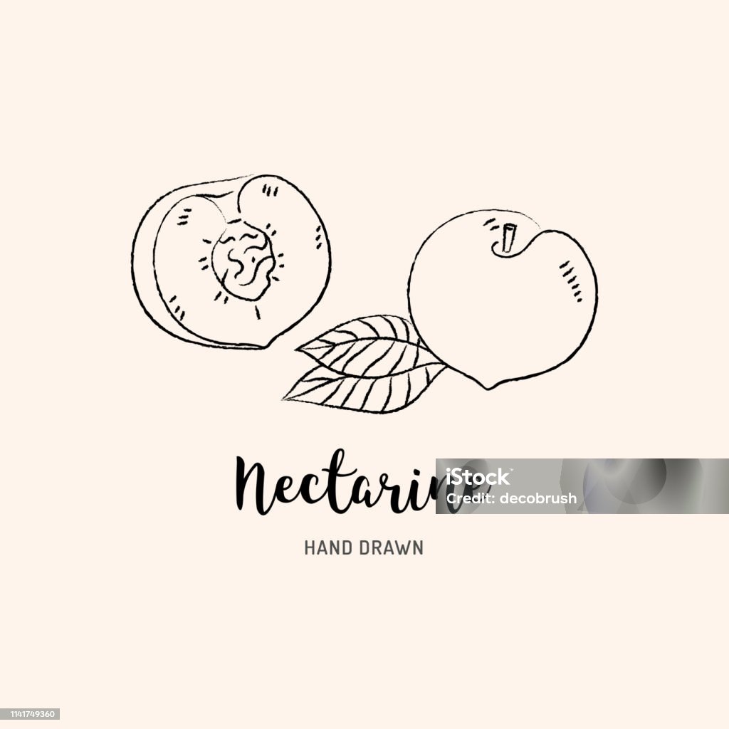 Nectarine fruit drawing, Half nectarine with bone. Sketch of nectarines on a white background. Vector illustration Nectarine fruit drawing, Half nectarine with bone. Sketch of nectarines on a white background. Vector isolated illustration Advertisement stock vector