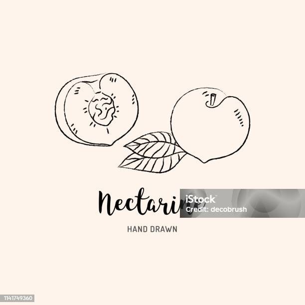 Nectarine Fruit Drawing Half Nectarine With Bone Sketch Of Nectarines On A White Background Vector Illustration Stock Illustration - Download Image Now