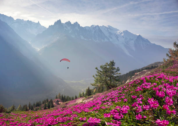 alpine rhododendronen auf den bergfeldern von chamonix - paragliding sport austria parachuting stock-fotos und bilder