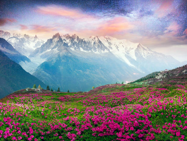 istock Alpine rhododendrons on the mountain fields of Chamonix 1141749622