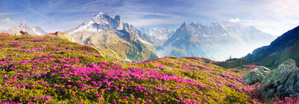 istock Alpine rhododendrons on the mountain fields of Chamonix 1141749636