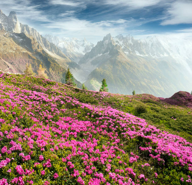 istock Alpine rhododendrons on the mountain fields of Chamonix 1141749655