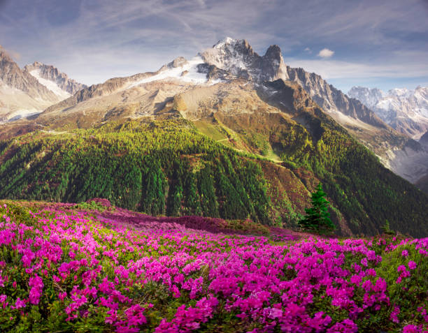 istock Alpine rhododendrons on the mountain fields of Chamonix 1141749682