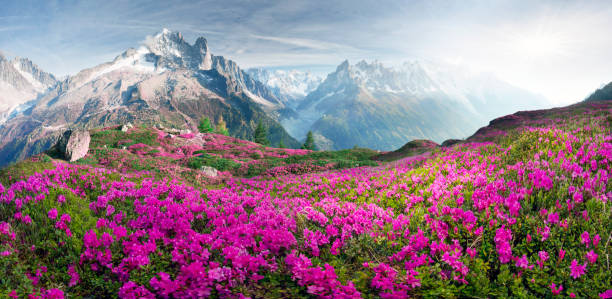 Alpine rhododendrons on the mountain fields of Chamonix The sharp Alpine peaks of Mont Blanc with snow and glaciers soar above the spring meadows, where rhododendrons bloom - delicate fragrant spring flowers alpine climate photos stock pictures, royalty-free photos & images