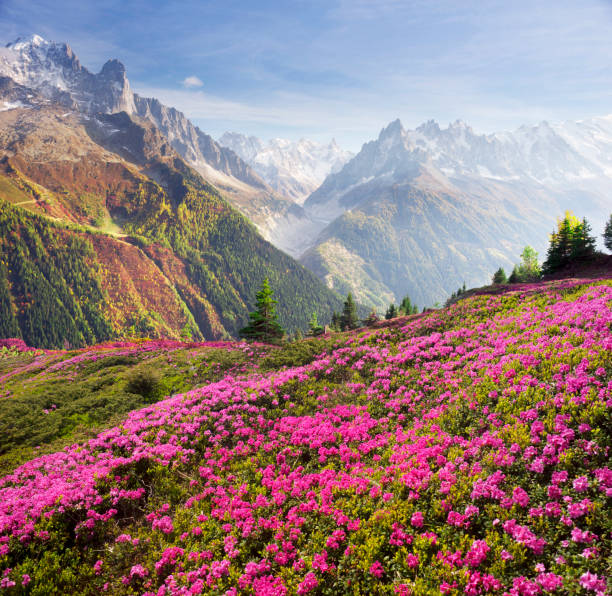istock Alpine rhododendrons on the mountain fields of Chamonix 1141749762