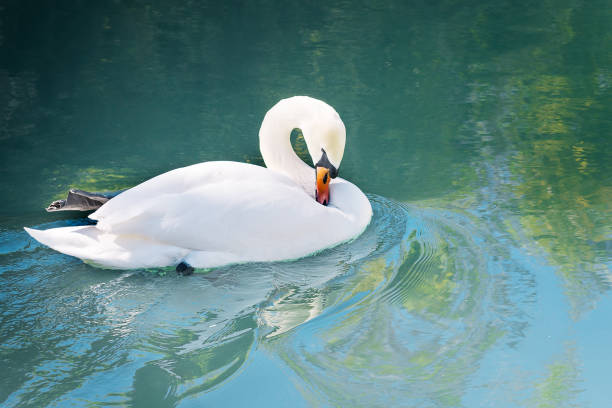 istock White swan on a pond on a summer day 1141750121